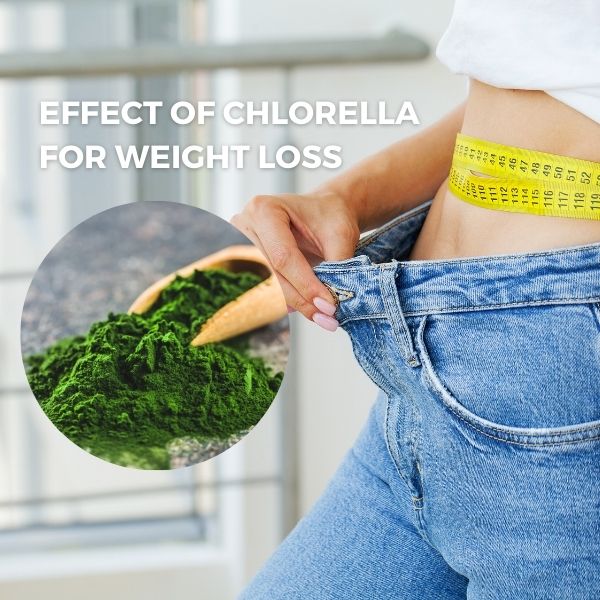 Unlocking Chlorella Benefits Effect Of Chlorella For Weight Loss