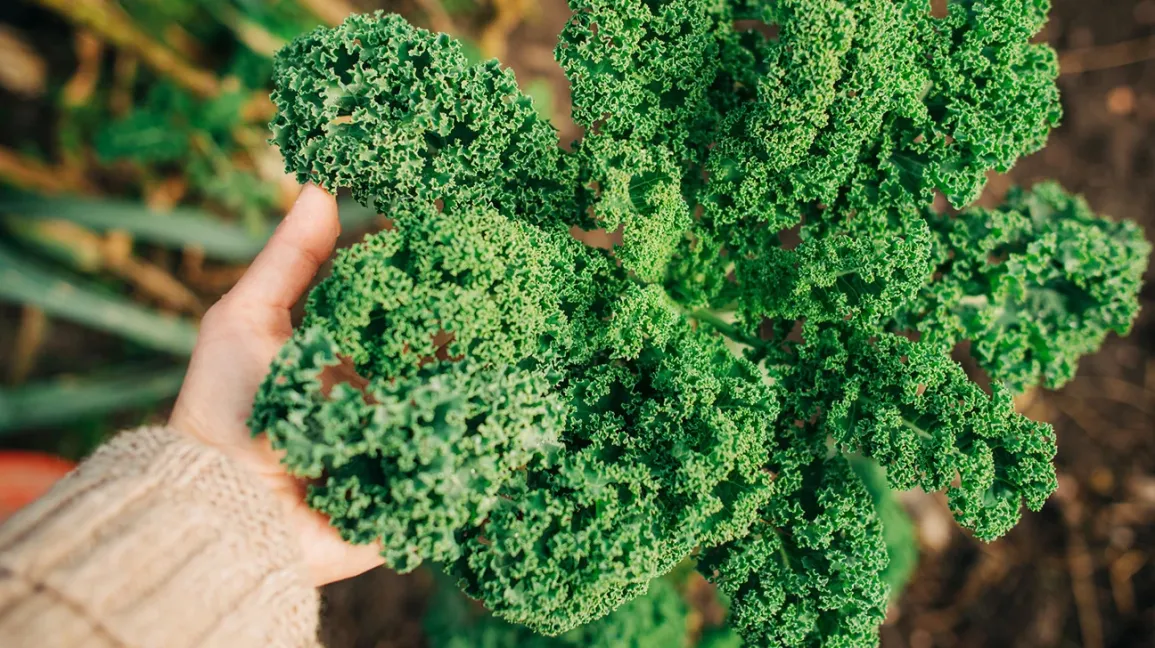 Some Common Types Of Kale That You Must Try Abeille D’or
