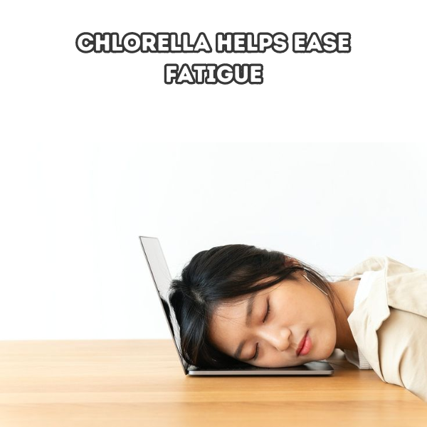 What Causes Fatigue and How Chlorella Help you with Fatigue Abeille d'Or
